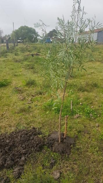 Plantatón Plantatón