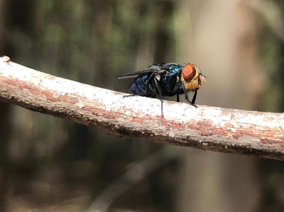 Mosca de la bichera