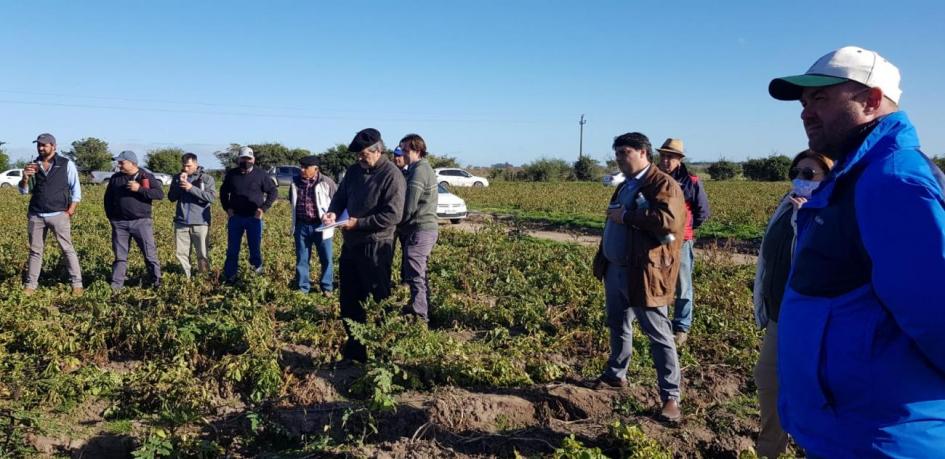 Uriarte visitó campos de productores de papa en San José "