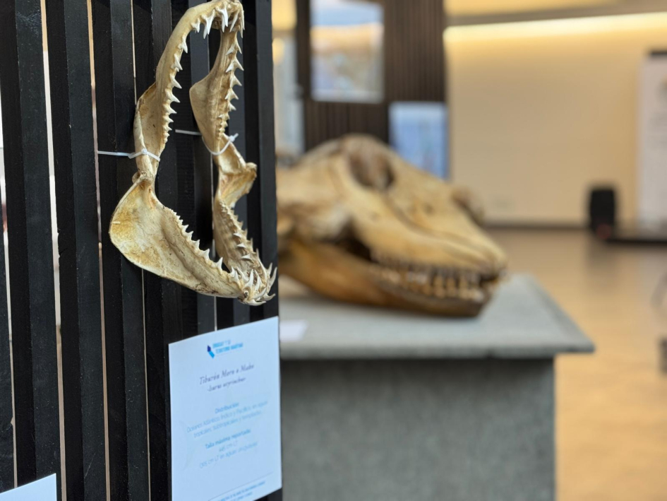 Restos óseos Restos óseos