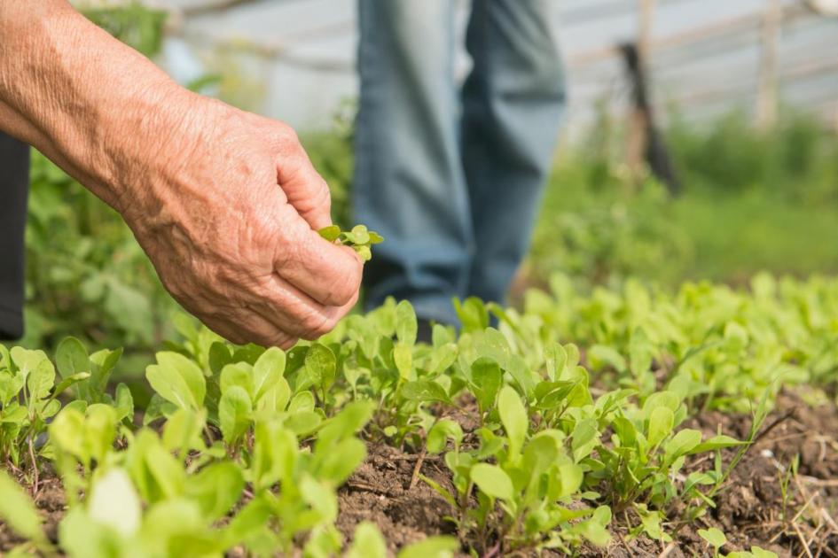 Se presenta el nuevo Directorio de la Unidad Agroalimentaria Metropolitana "