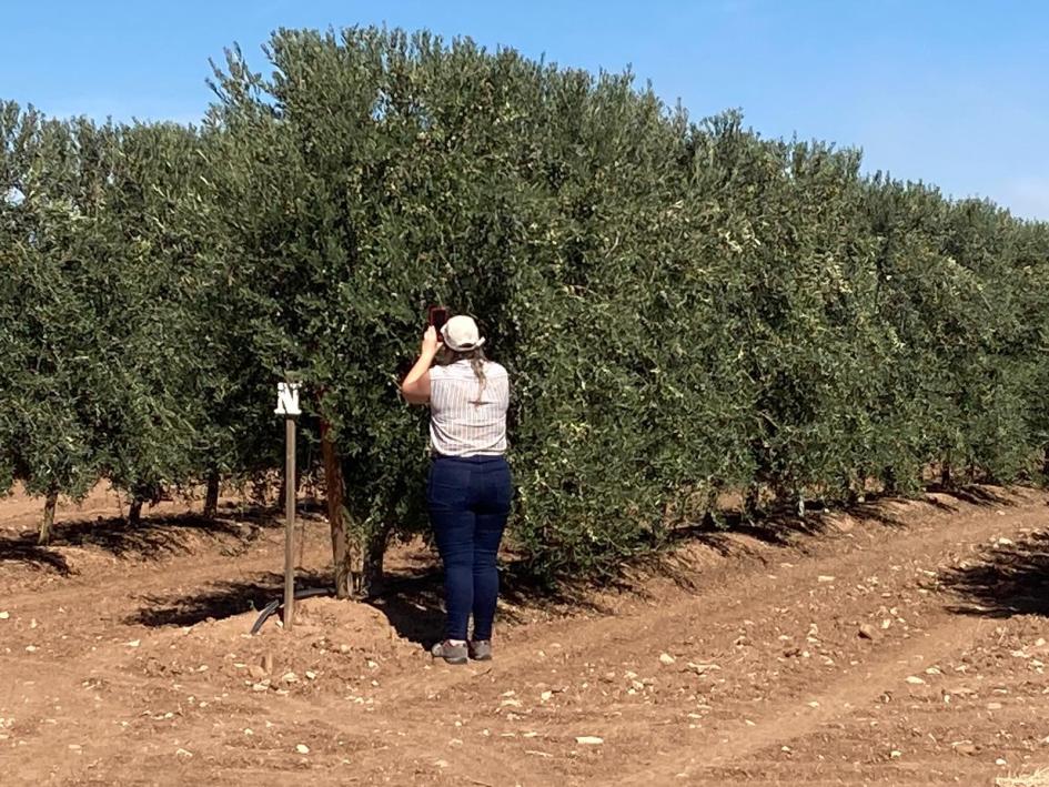  EXPERIENCIAS DE CERTIFICACIÓN AGROFORESTAL EN ESPAÑA