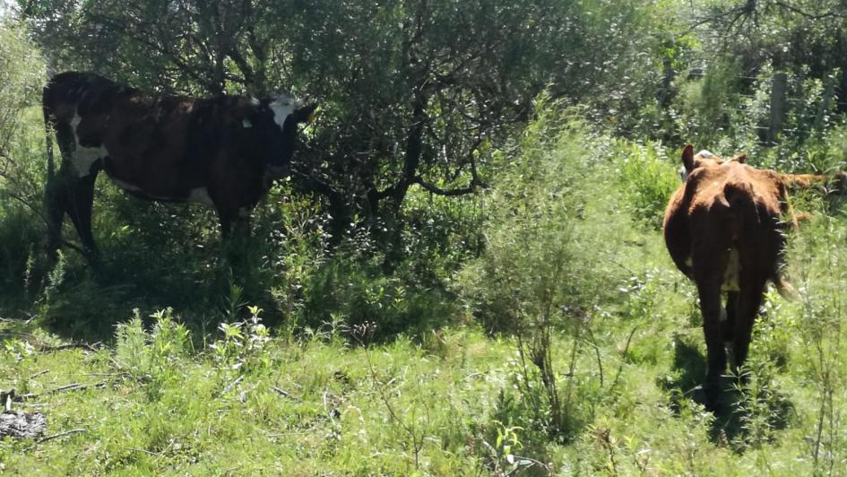 Benech recorrió establecimientos de Tacuarembó que aplican control biológico a través de bioinsumos Ministro Benech visitó Tacuarembó