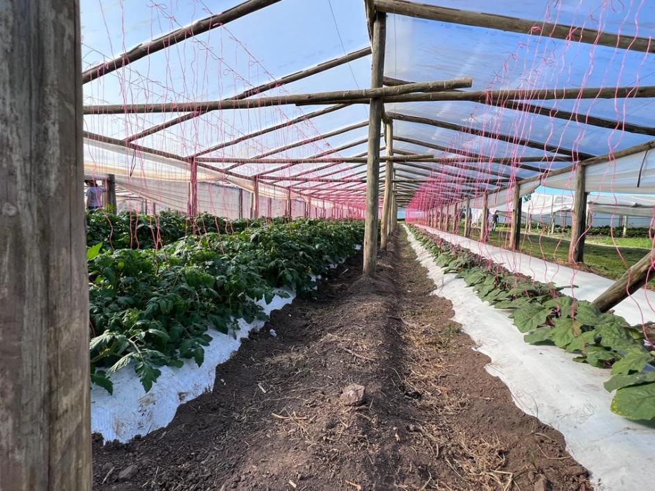 Programa Manejo Regional Hortícola y Fpta 383 Programa Manejo Regional Hortícola y Fpta 383