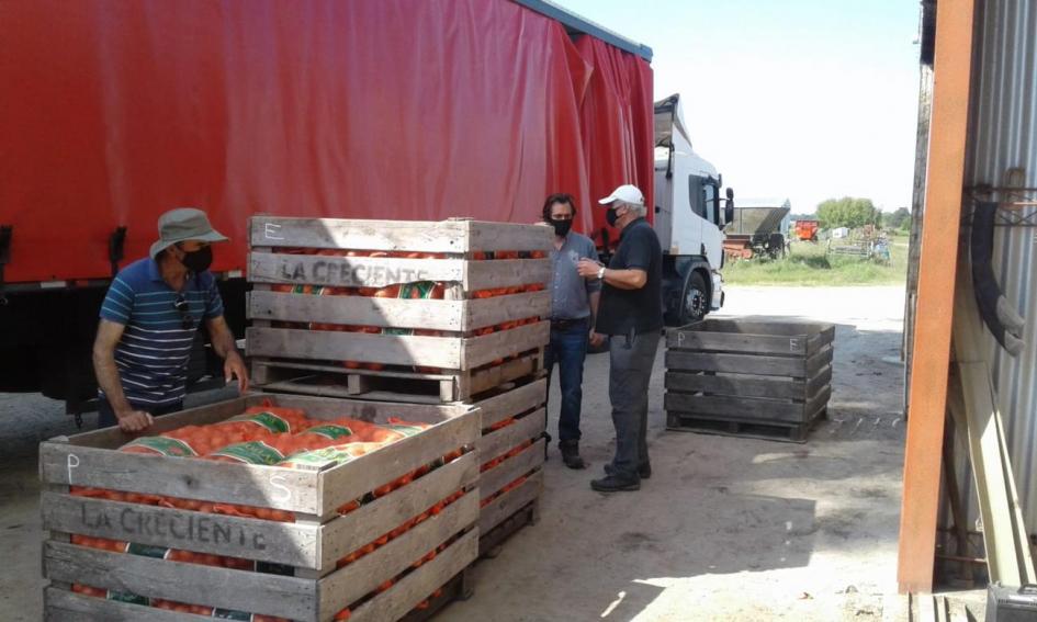 Exportación de cebollas Exportación de cebollas