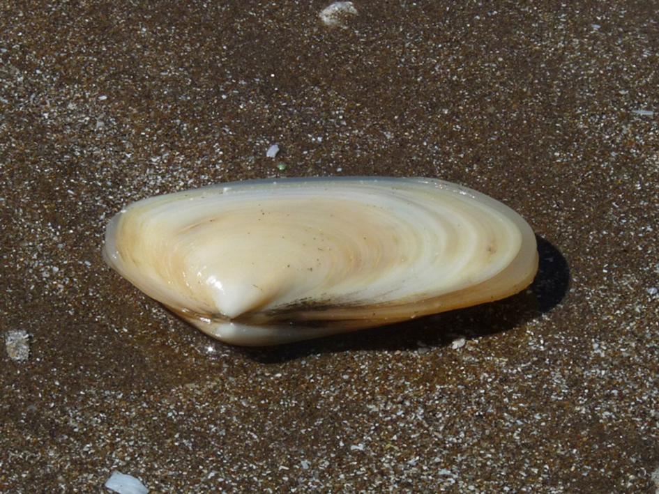 almeja amarilla almeja amarilla