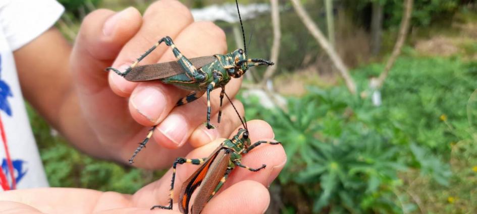 Langosta Chromacris speciosa 