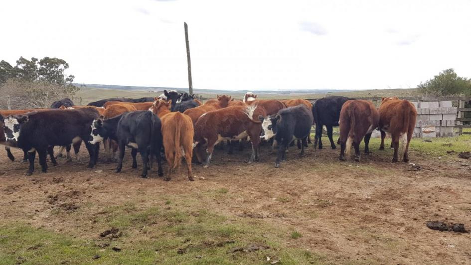 Vacas de primera cría