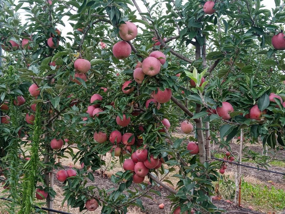 Extensión del beneficio de Riego adicional fuera de zafra - Beneficios para Riego con Fines Producti Extensión del beneficio de Riego adicional fuera de zafra - Beneficios para Riego con Fines Producti