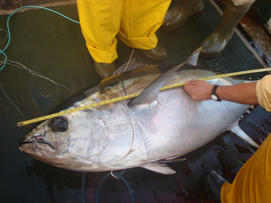 observadores observadores
