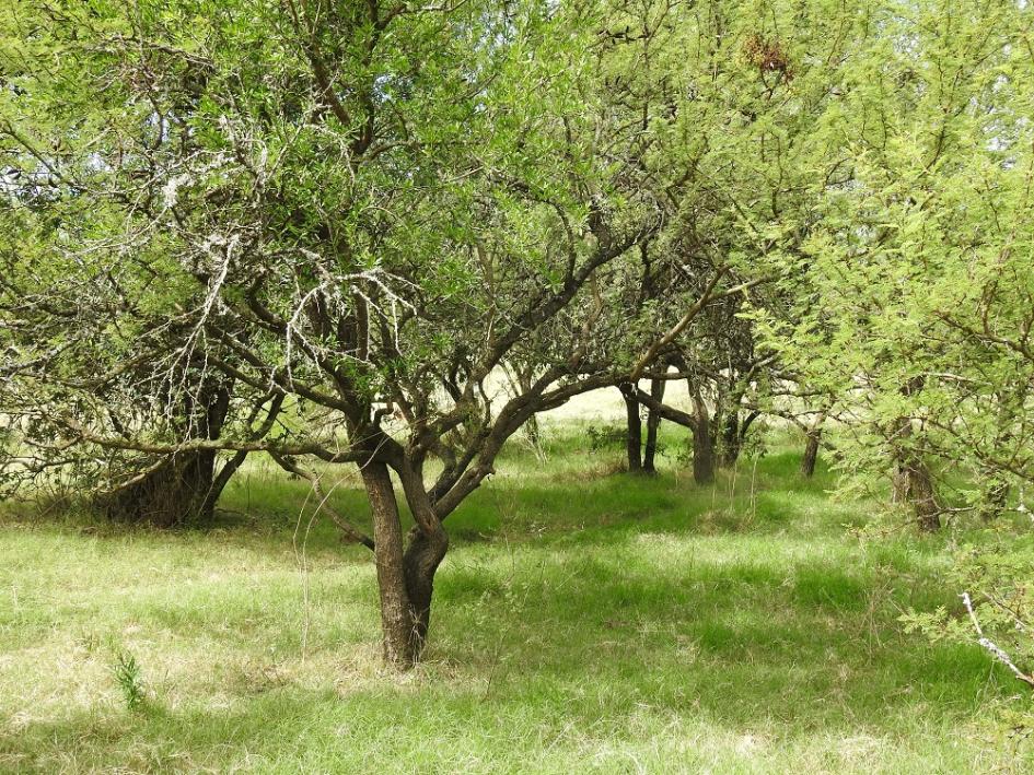 árboles en el muestreo