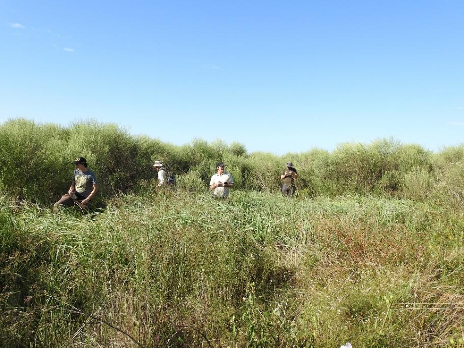 Técnicos a campo