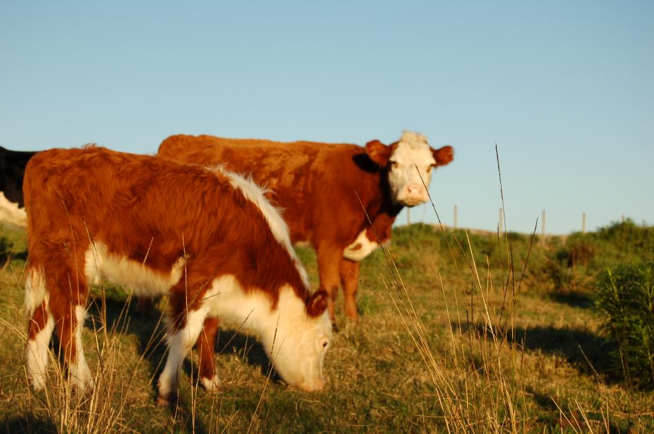 vaca y ternero pastando vaca y ternero pastando