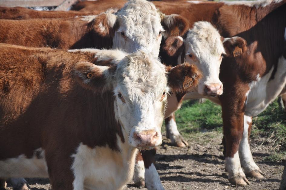 Vacas hereford Vacas hereford