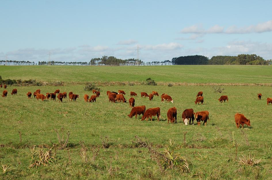 Bovinos