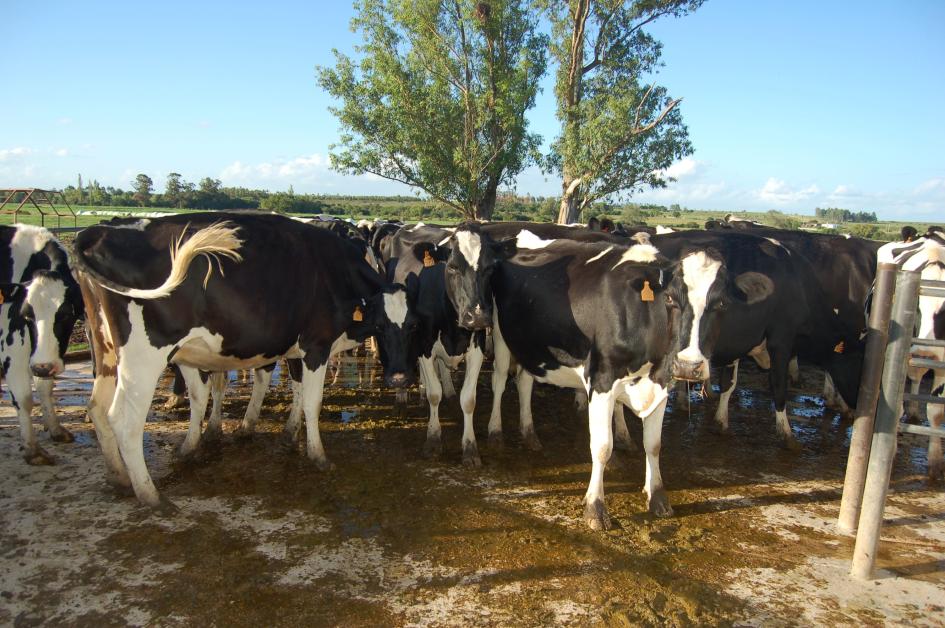 Vacas '.'