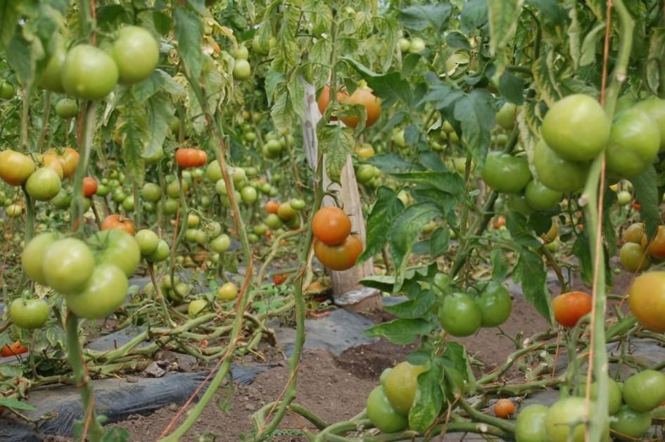 plantación de tomates