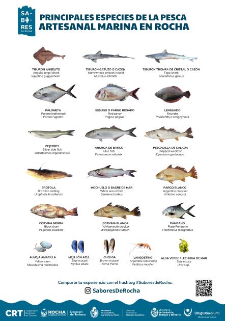 Especies pesca artesanal marina