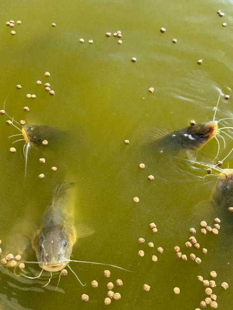 Estanque con peces Estanque