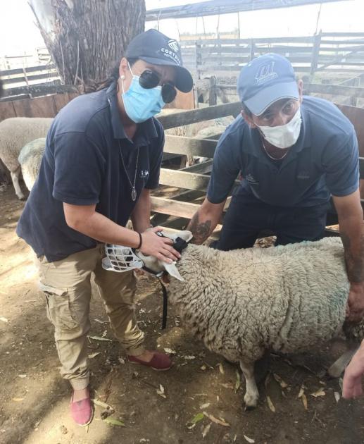 productores colocando bozal a oveja