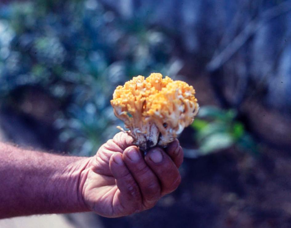 Fig .5 -Ramaria Fig .5 -Ramaria
