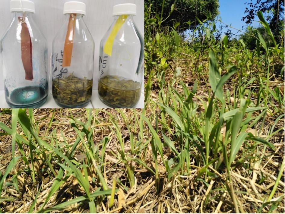 Fig. 2 - Sorgo Fig. 2 - Sorgo