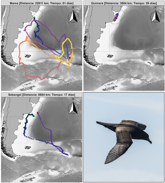Investigación de aves marinas