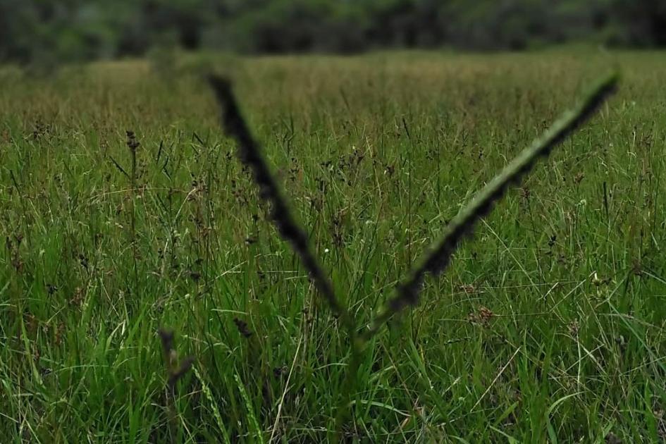 Paspalum Paspalum