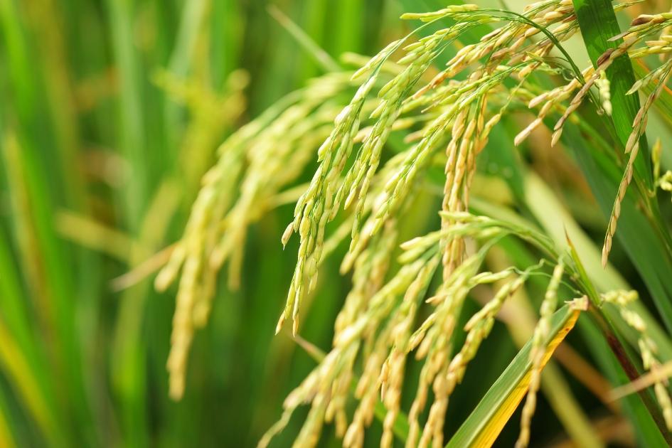 Arroz Cultivo Arroz