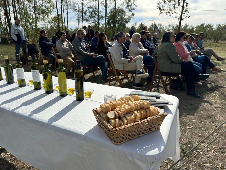 Zafra del olivo