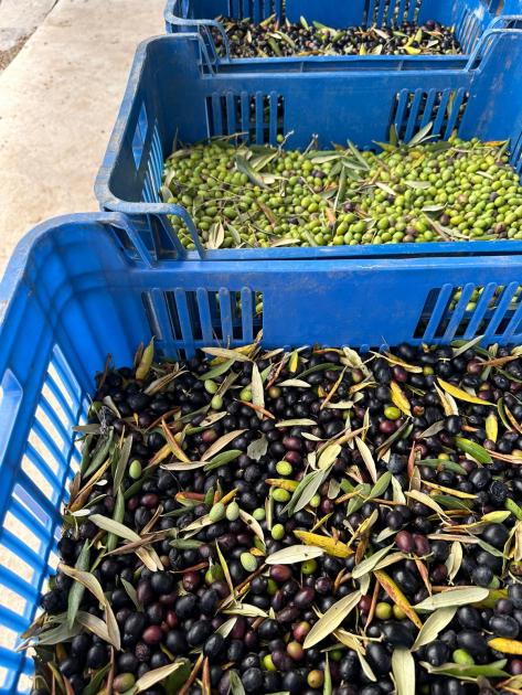 Zafra del olivo Zafra del olivo