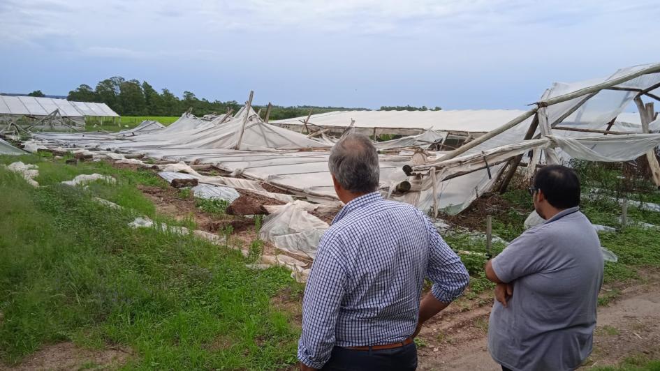 Invernáculos caídos por tormentas