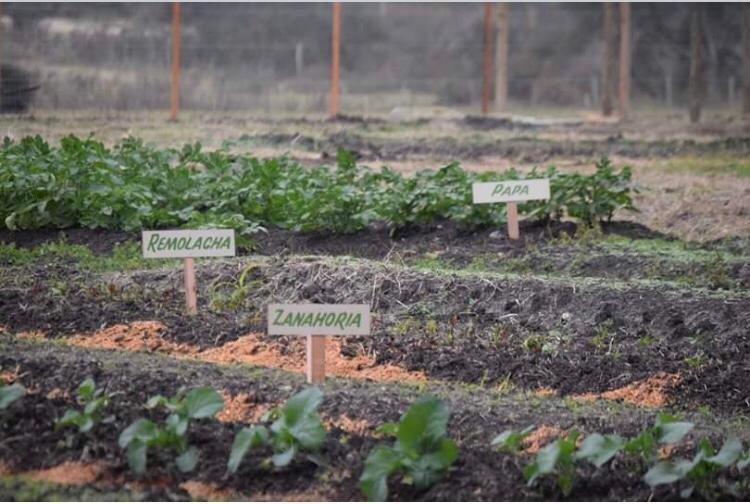 Huerta comunitaria en Flores