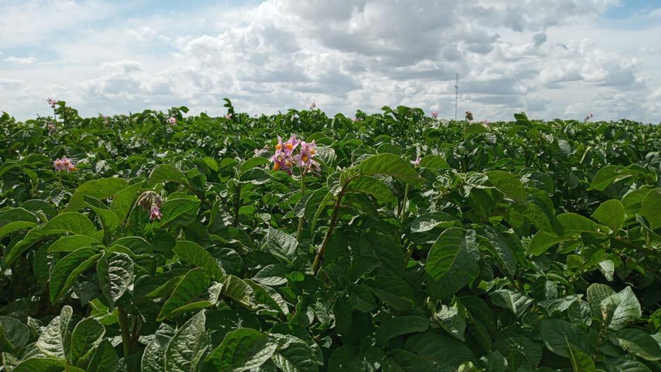 Papa Plantación de papa