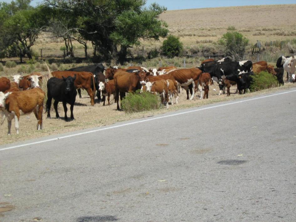 Animales a pastoreo en período de sequía