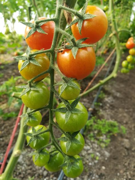 Normas de Producción Integrada Hortifrutícolas Normas de Producción Integrada Hortifrutícolas