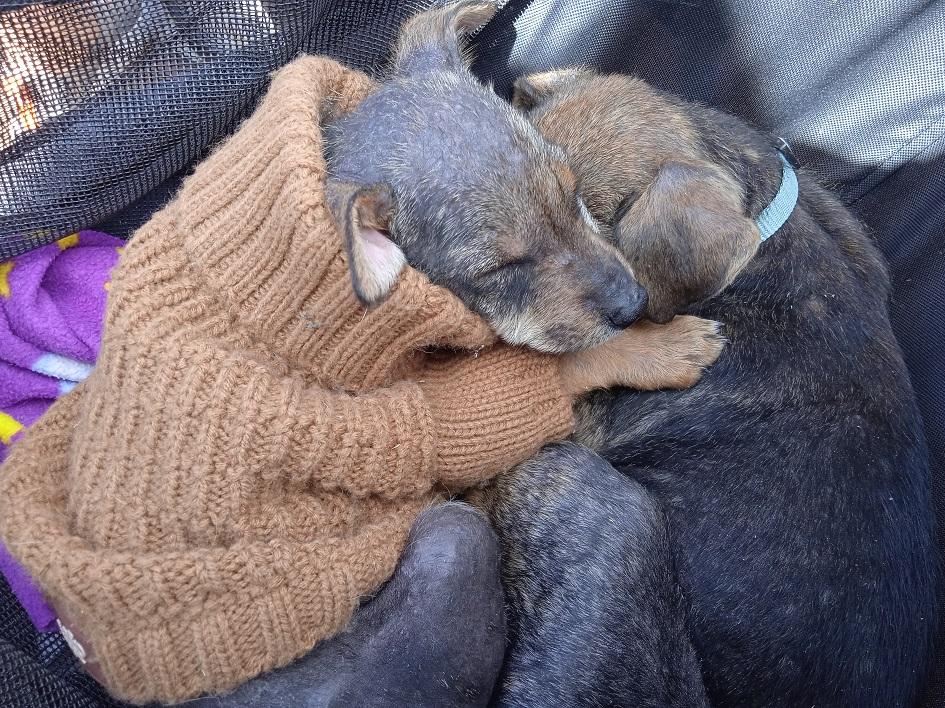 Cachorros Cachorros