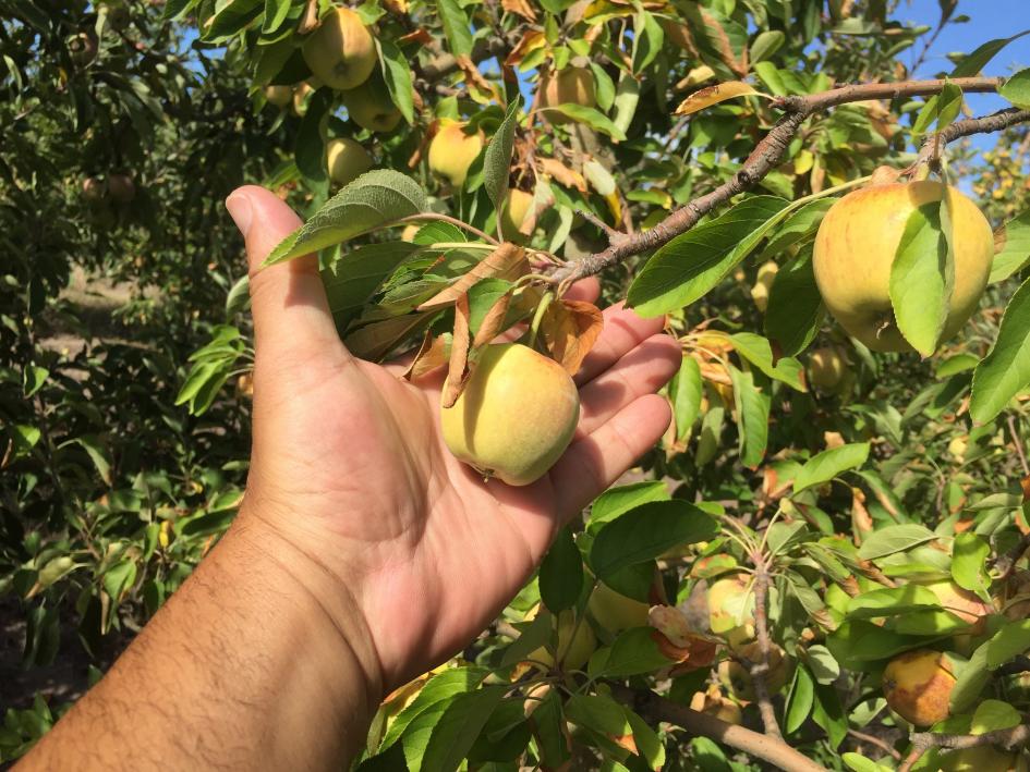 Beneficios para Productores granjeros BPS