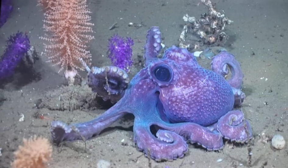 Pulpo Pulpo