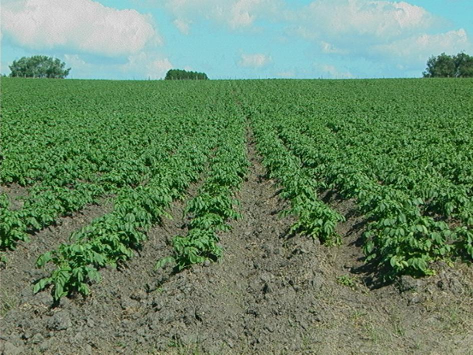 Plantación de papas