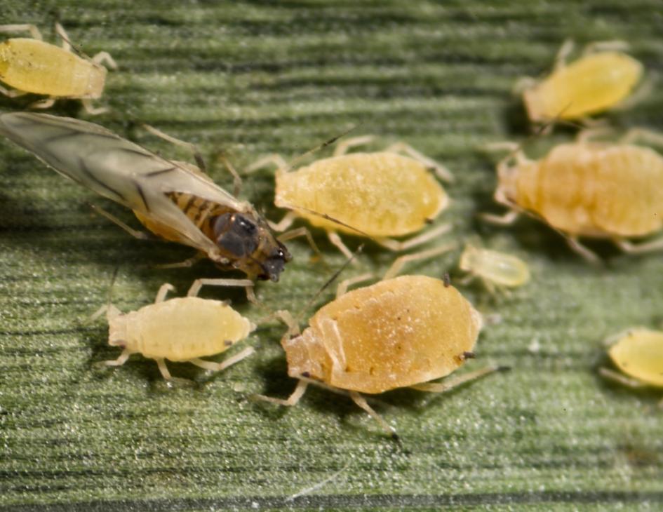 Pulgón amarillo 