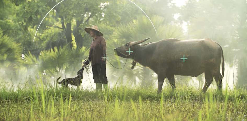 OMSA-WAHIS: Una nueva era para la información sanitaria animal | Ministerio  de Ganadería, Agricultura y Pesca