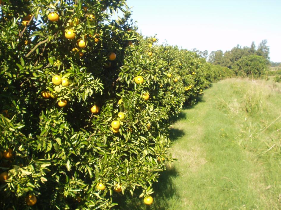 citrus '.'