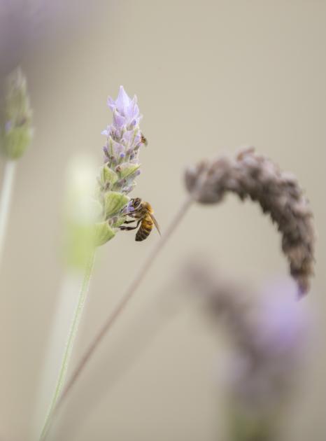 polinizando lavanda abeja polinizando