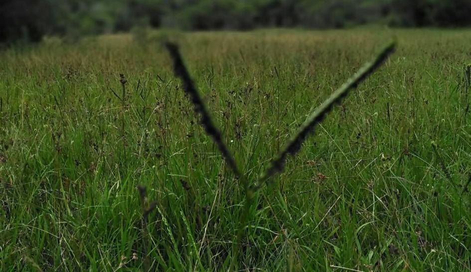 Paspalum Paspalum