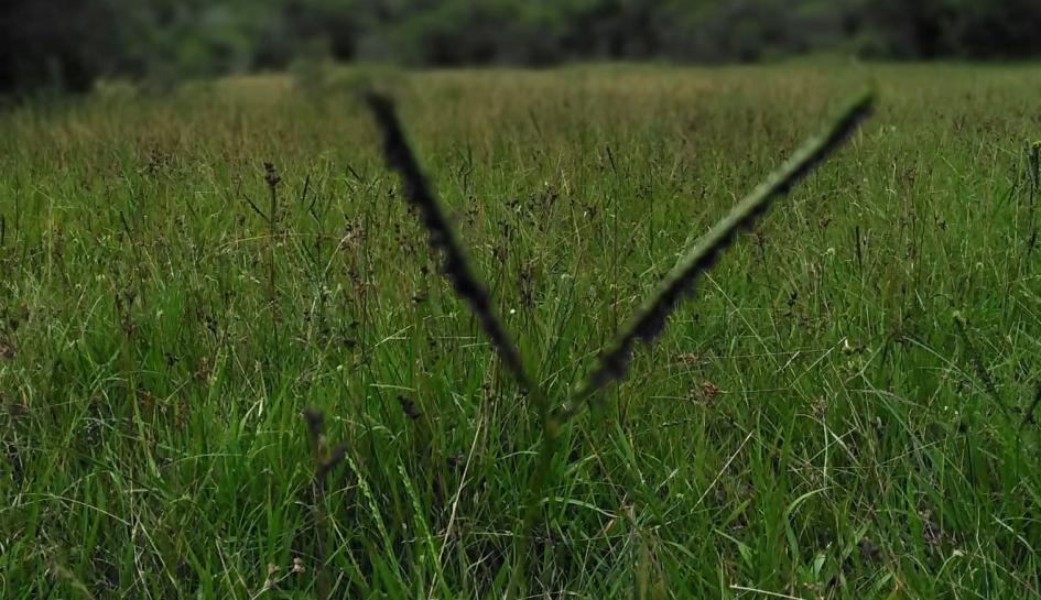 Paspalum Paspalum