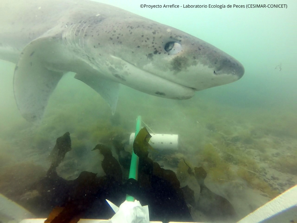 Pintarroja Pintarroja