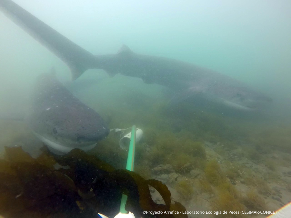 Pintarroja Pintarroja