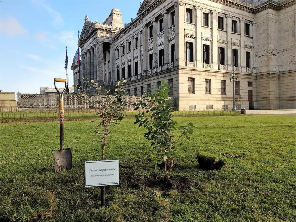 Plantas nativas en los espacios verdes del Palacio Legislativo Plantas nativas