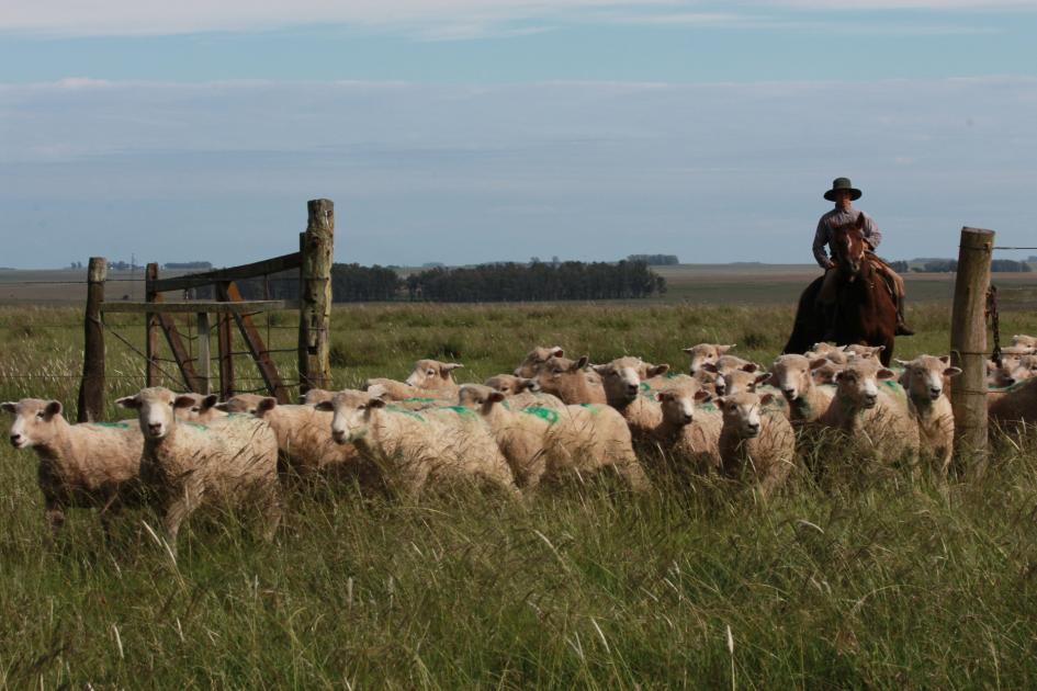 10º aniversario Mesa de Ganadería Sobre campo Natural